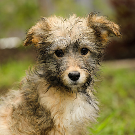 Adoptada