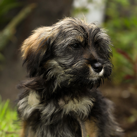 Adoptado