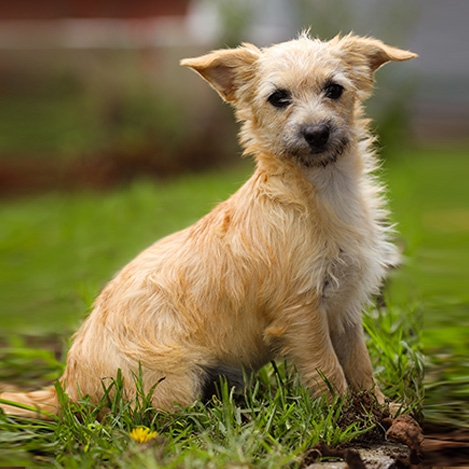 Adoptado