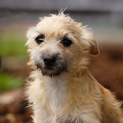 Adoptado