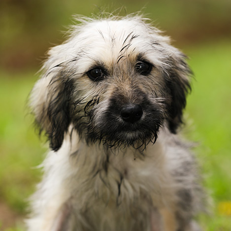 Adoptado