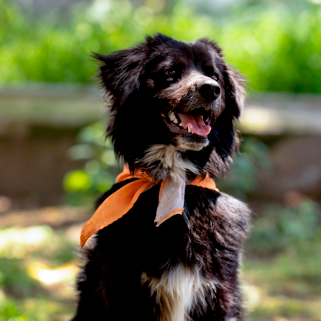 Adoptada