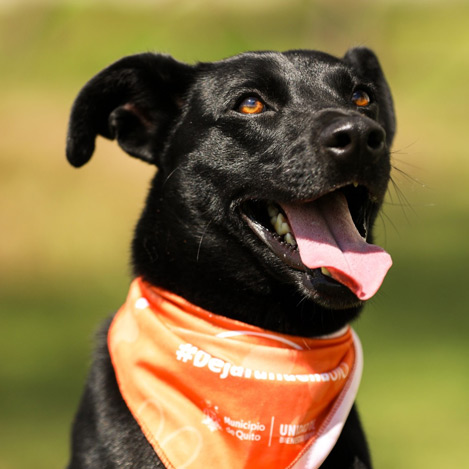 Adoptado