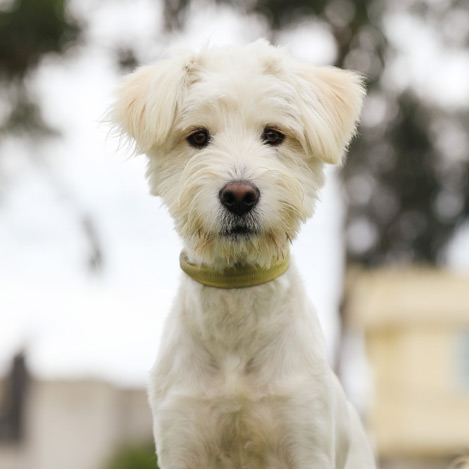 Adoptado