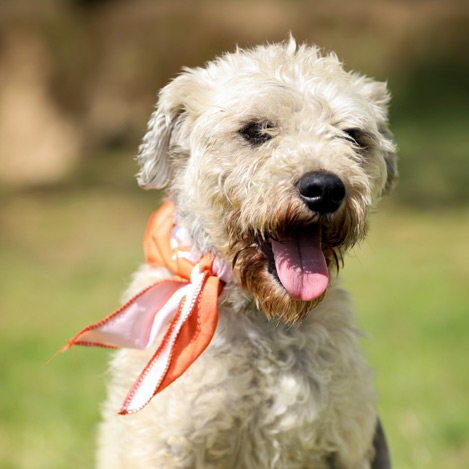Adoptado