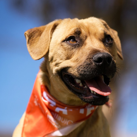 Adoptada