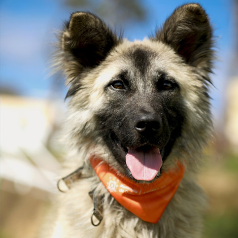 Adoptado