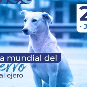 Día Internacional del Perro Callejero: Un llamado a la responsabilidad y el cuidado
