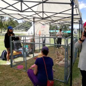 UBA organiza segunda feria de adopciones para ayudar  a fundaciones y activistas independientes de rescate animal